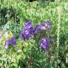 images/Schweden/Schweden 2009/IMG_4476.jpg
